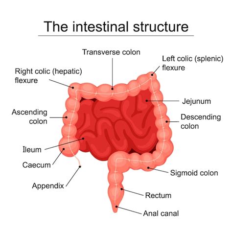 Diagram Of Intestines Human