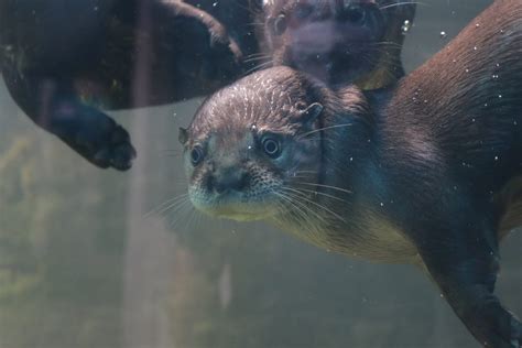 Oceanic Aquarium Ter Entrada Gratuita Para Quem Votar No Turno