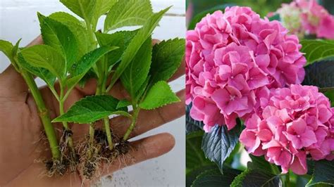 Hydrangea Cuttings GardenAdvice Co Uk