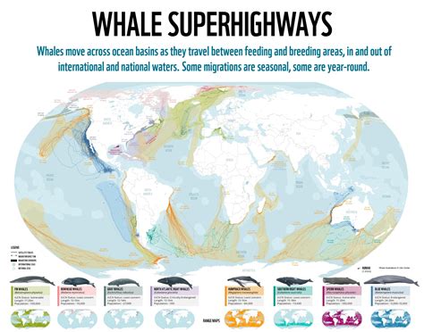 Rutas De Migraci N De Las Ballenas Mapas Milhaud