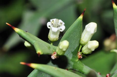 Colletia Cruciata Rhamnaceae Image 202029 At PhytoImages Siu Edu