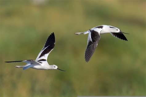 Wallpaper Birds Animals Nature Photography Wildlife Beak Flight