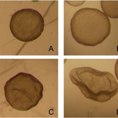 Four Different Grade 1 Llama Embryos A Spherical And Symmetrical