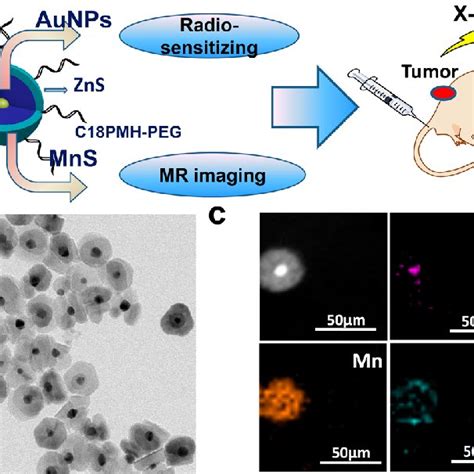 Preparation And Characterization Of Aumnszns Coreshellshell