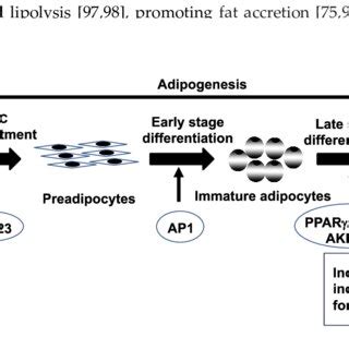 Schematic representation of adipogenesis in subcutaneous abdominal ...