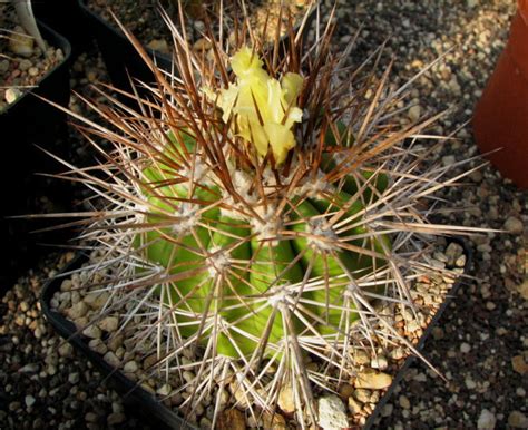 Copiapoa Spec Kk Solit R