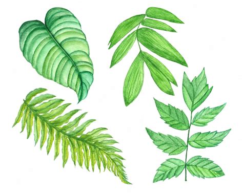 Premium Vector Watercolor Tropical Leaves Set Exotic Palm Leaves