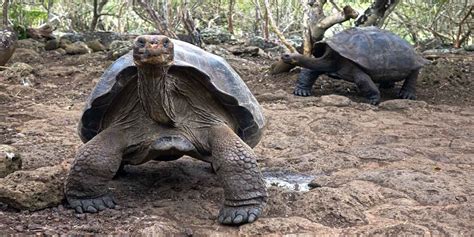 Baltra Island Galápagos Ecuador Things To Do Animals Planetandes