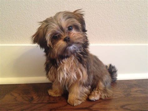 Pictures Of Shorkie Puppies Taking Care Of Newborn Yorkie And Teacup