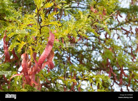 twisted curly seed pods of honey locust bean tree ripening late summer ...