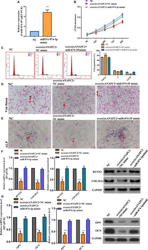 Circanapc Suppressed Chondrocyte Proliferation Hypertrophy And