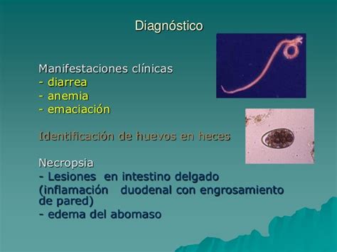 Nematodos Rumiantes