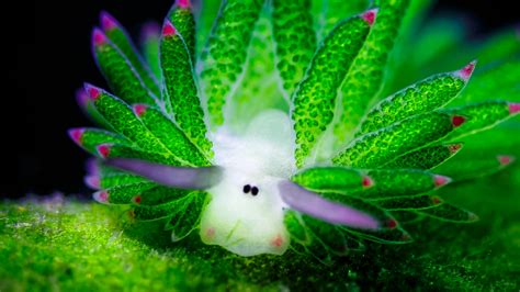 Leaf Sheep The Adorable Solar Powered Sea Slug That Looks Like Shaun