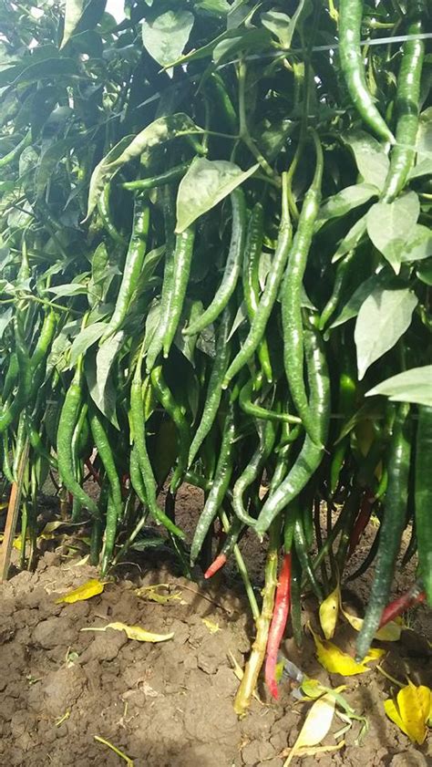 5 Cara Agar Tanaman Cabe Subur Dan Berbuah Lebat Selebatnya Tips Petani