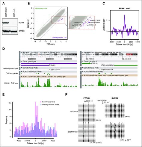 Induction Of Dna Demethylation By Runx Overexpression A