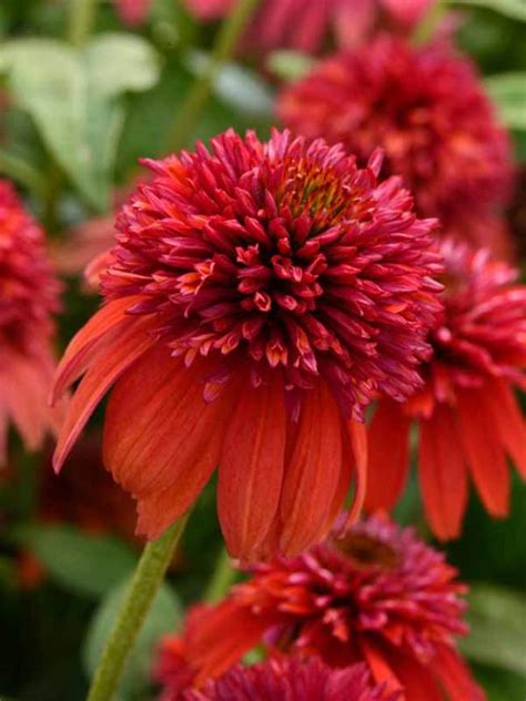 Echinacea Double Scoop Orangeberry Bluestone Perennials