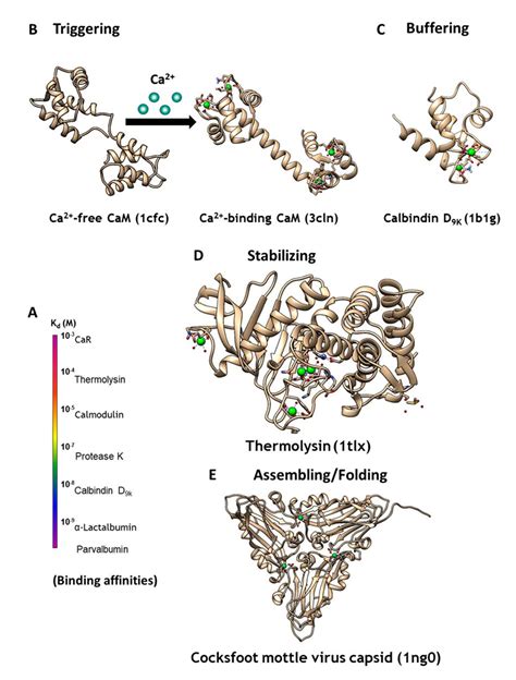 Molecules Free Full Text Design Of Calcium Binding Proteins To