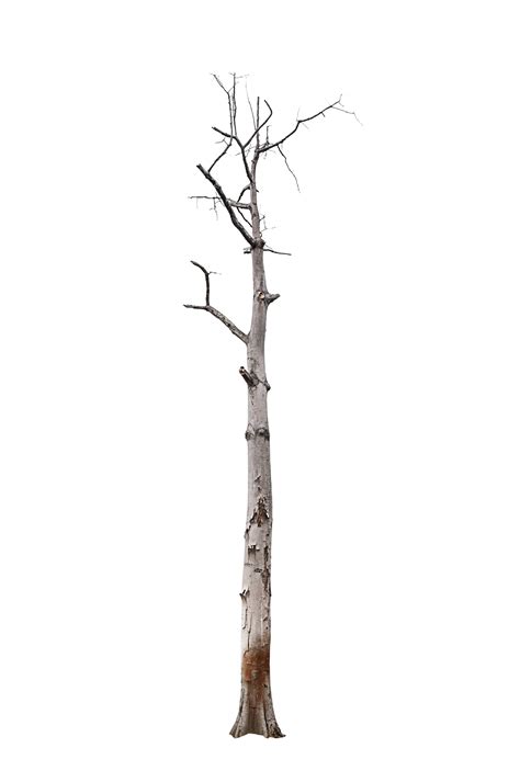 Dead Tree Isolated Growth Leafless Big Plant Png Transparent Image