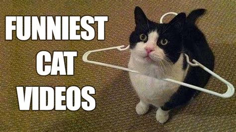 Super Funny Cat Videos Youtube - Cat's Blog