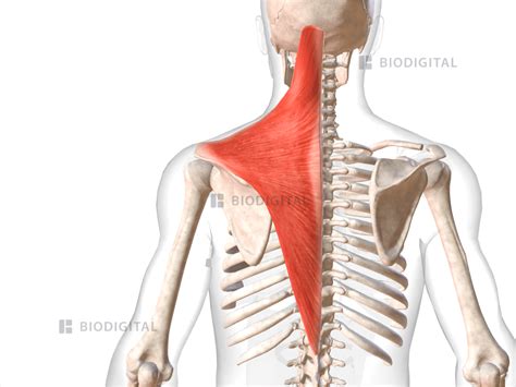 Left Trapezius Biodigital Anatomy