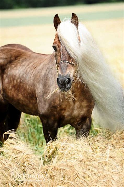 Haflinger Horses Haflinger Horse Palomino Horse