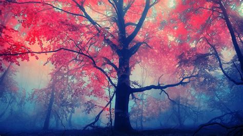 Wallpaper Sunlight Trees Branch Mist Texture Red Leaves Tree