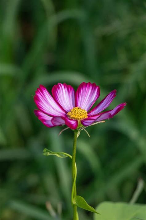 Cosmos Do Enxofre Ou Cosmos Cor De Rosa No Jardim Flor Do Cosmos Do