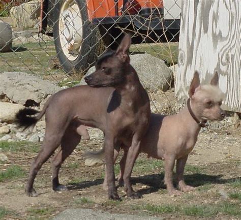 Xoloitzcuintle El Perro Sagrado De Los Aztecas Kennel Club Argentino