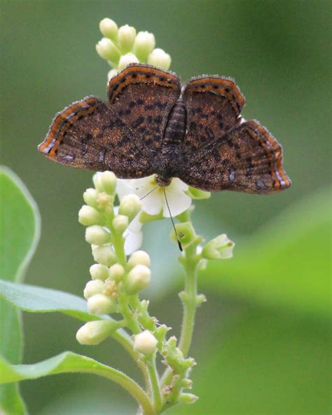 Image Gallery | Butterflies and Moths of North America