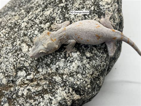 Gargoyle Gecko Sex Unknown By Reptiles N Things Morphmarket