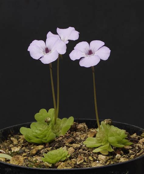 Plantas carnívoras por sus trampas las conoceréis EL BLOG DE LA TABLA