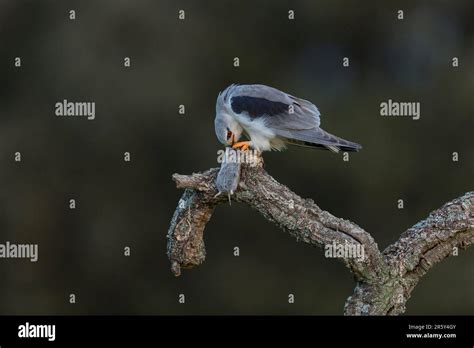 Black Winged Kite Elanus Caeruleus Spain Stock Photo Alamy