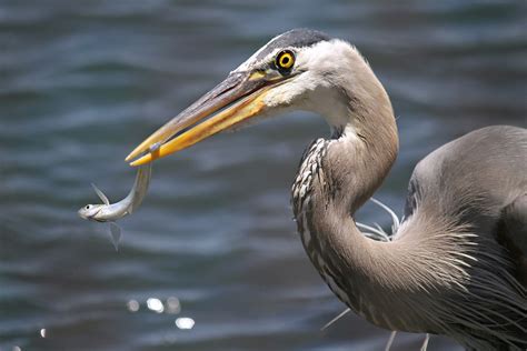 Tiny Food A Great Blue Heron Toys With Its Food At Bolsa C Flickr