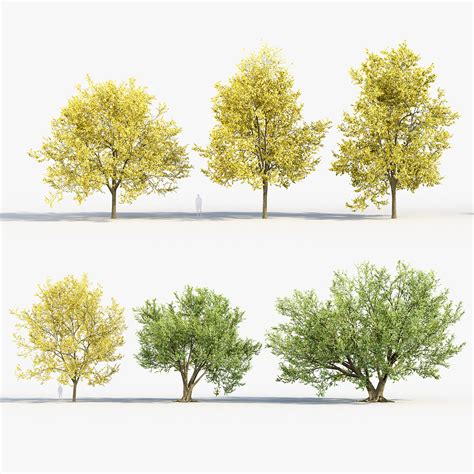 Corylus colurna – Turkish hazel 3D Model 02 – Free 3D model for design.
