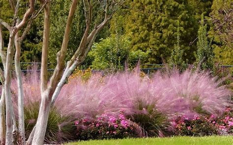 Buy Pink Muhly Grass Free Shipping Wilson Bros Gardens Gallon