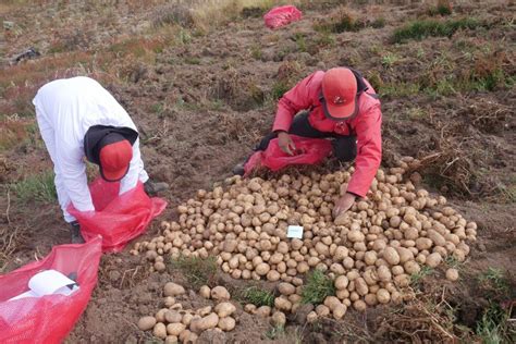 Cip To Release Almost Completely Late Blight Resistant Potato Variety Potatoworld