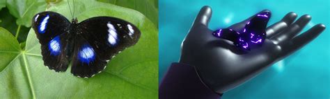 So wait, there are ACTUAL butterflies that look like akumas? : r ...