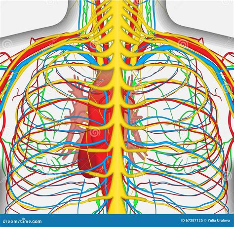 Medically Accurate Vector Illustration Of Human Back Chest Includes