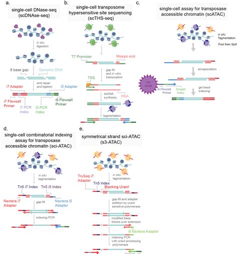 Microbial Single Cell Rna Sequencing By Split Pool Barcoding