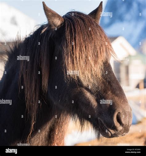 Beautiful norwegian horse, breed Dole Gudbrandsdal, portrait of animal ...