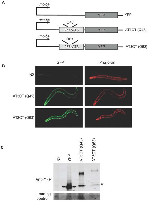 Expression Of Polyq Expanded At3ct In C Elegans Body Wall Muscle