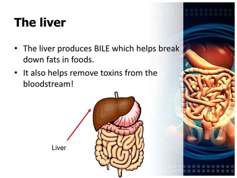 Ppt The Digestive System Powerpoint Presentation Free Download Id