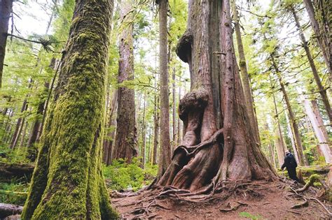 The Big Trees Of Vancouver Island