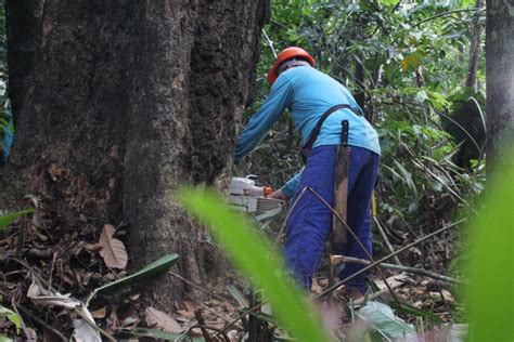 Floresta S A Tend Ncias Do Setor Florestal