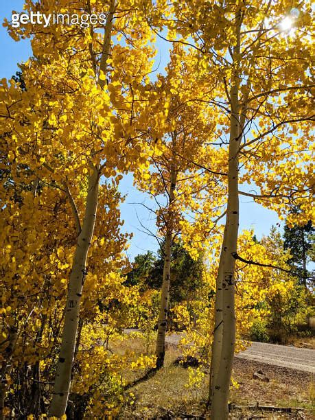 Backlit Quaking Aspens And Polar Trees Turning Color On A Hillside In