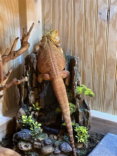 She Always Finds The Weirdest Positions To Sit Sleep 😂 R Beardeddragons