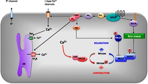 Smooth Muscle Cell Contraction