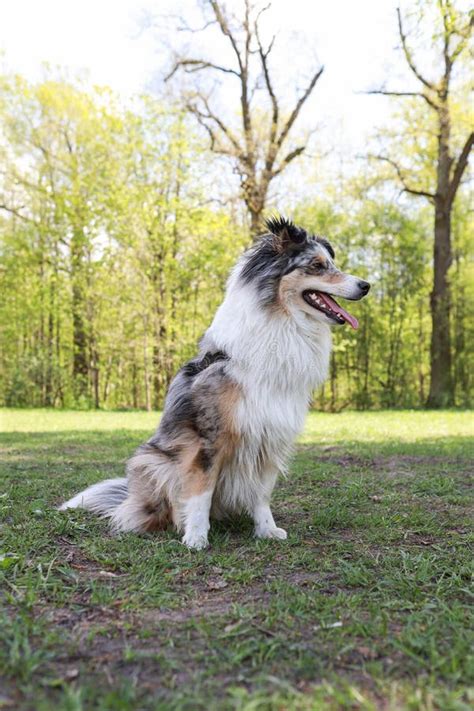 Blue Merle Shetland Sheepdog Sheltie Dog Sitting In Park Stock Image