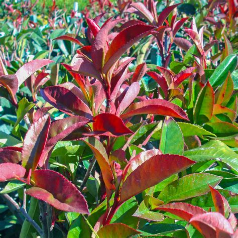 Red-Tip Photinia | Shrubs | Moon Valley Nurseries