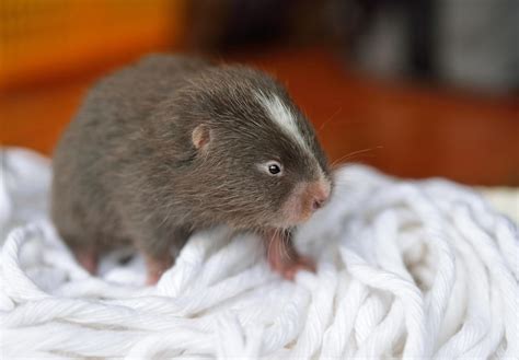 Premium Photo | Closeup of a baby mole on the mattress